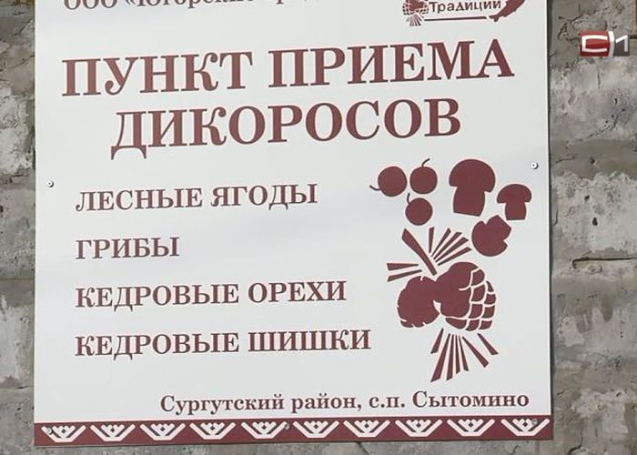 Открыт первый пункт приёма дикоросов в с. Сытомино