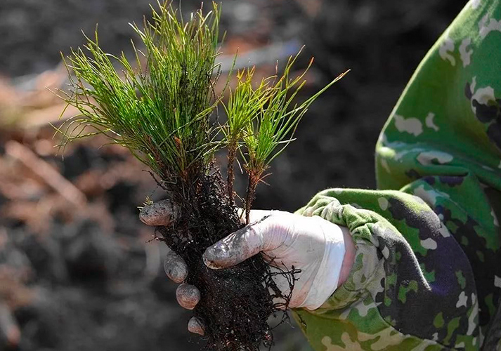 Образован Сургутский лесхоз