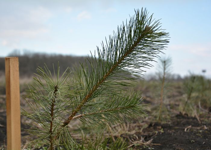 Образовано Локосовское лесничество