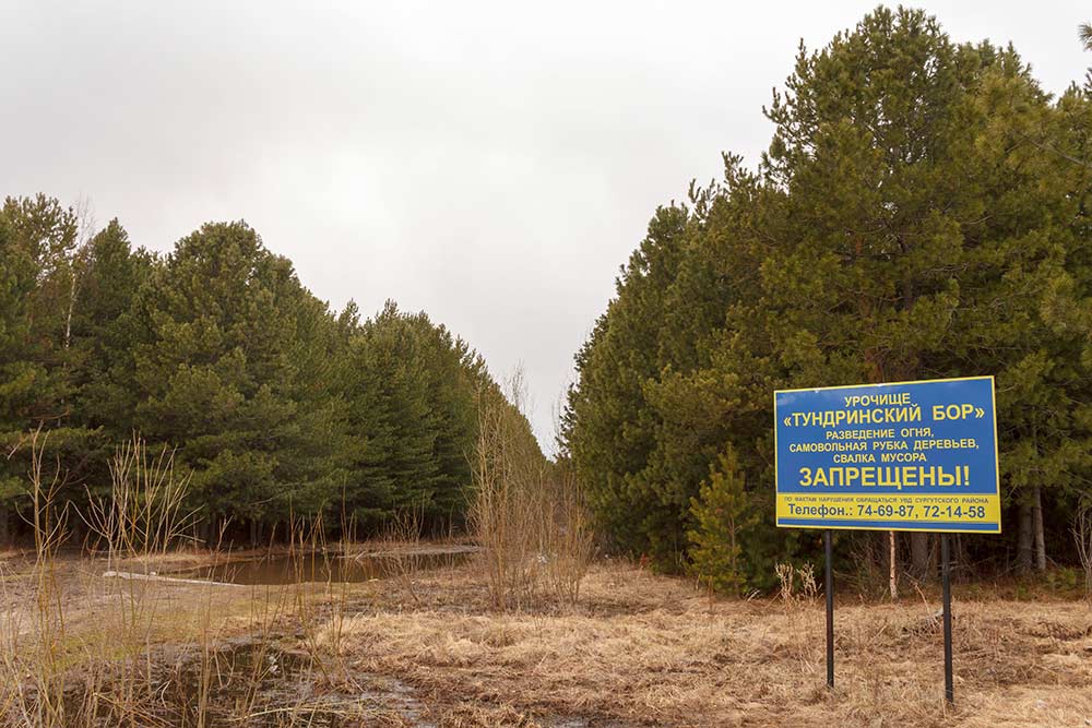 Урочище Тундринский бор
